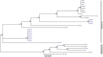 Evaluation of a Novel MALDI Biotyper Algorithm to Distinguish Mycobacterium intracellulare From Mycobacterium chimaera